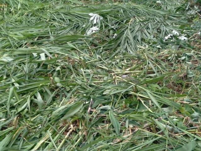 #7642 - Terreno para Venda em Cubatão - SP - 1